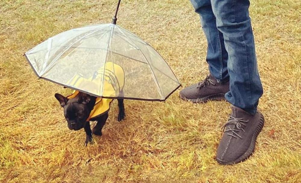 Man walking with dog umbrella