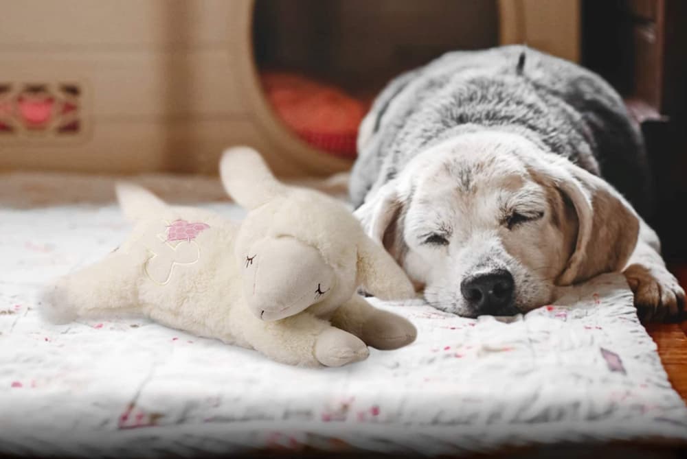 Puppy with lamb heartbeat toy