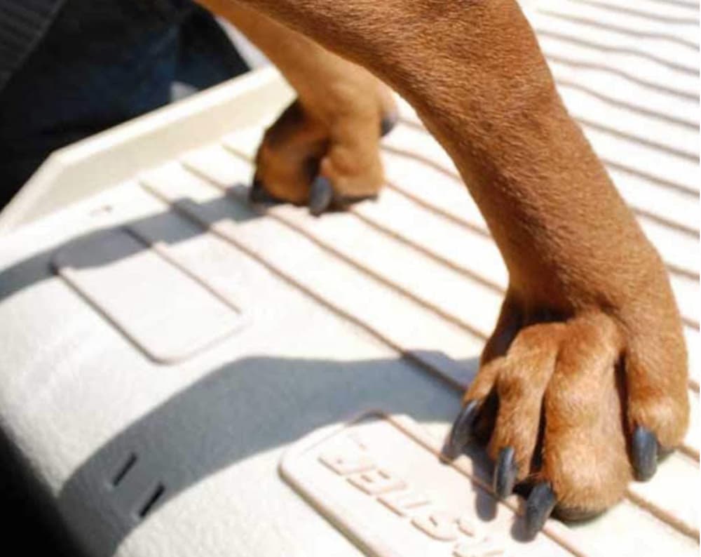 Dog paws on dog ramp