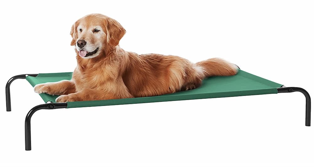 Amazon Basics elevated dog bed