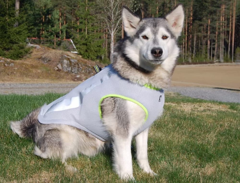 SGODA dog cooling vest