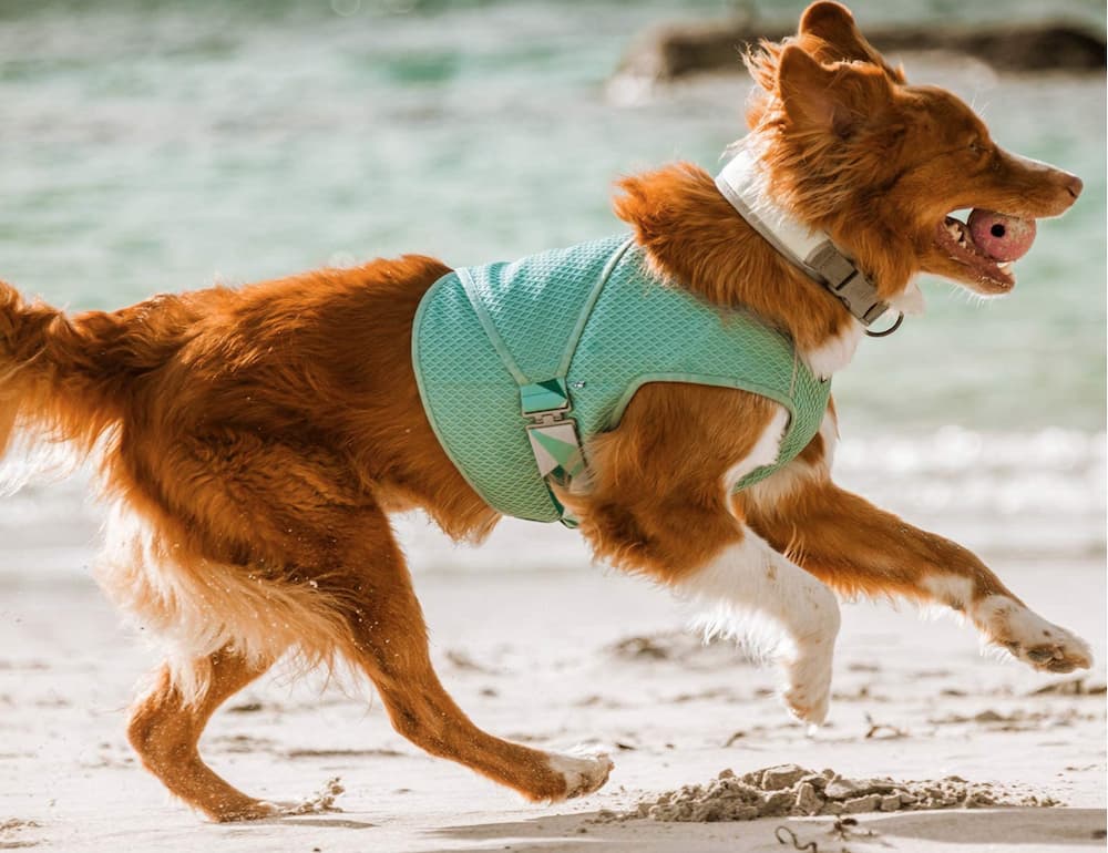 Dog in cooling vest on beach