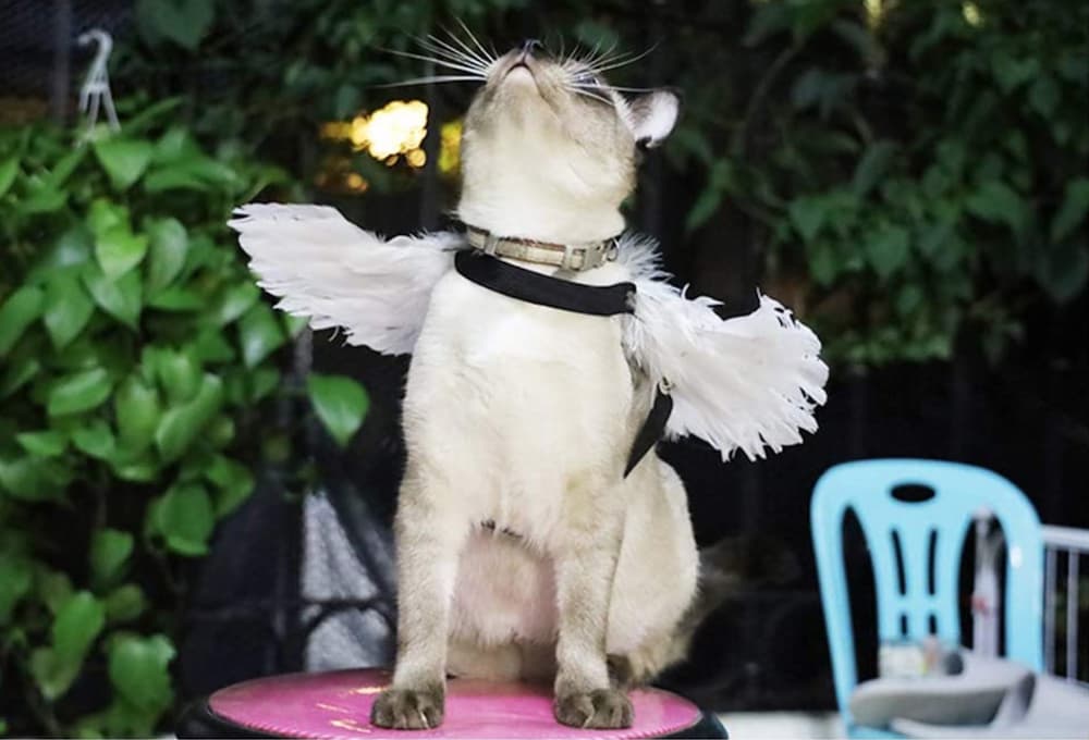 angel wings cat Halloween costume