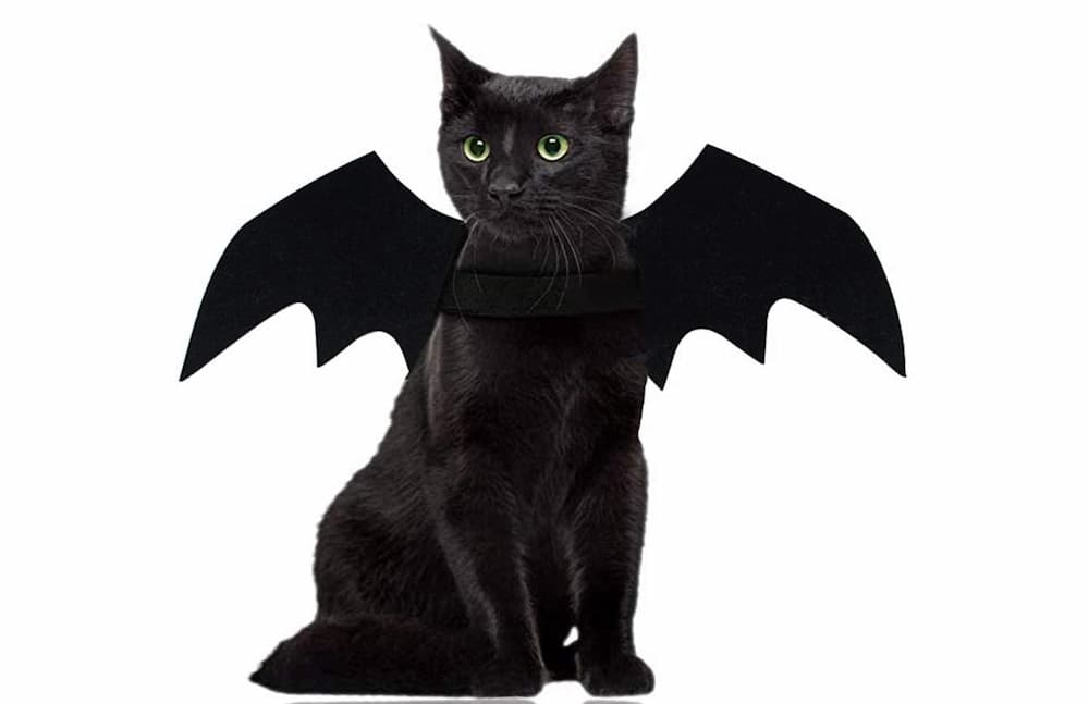 Cat bat wing Halloween costume