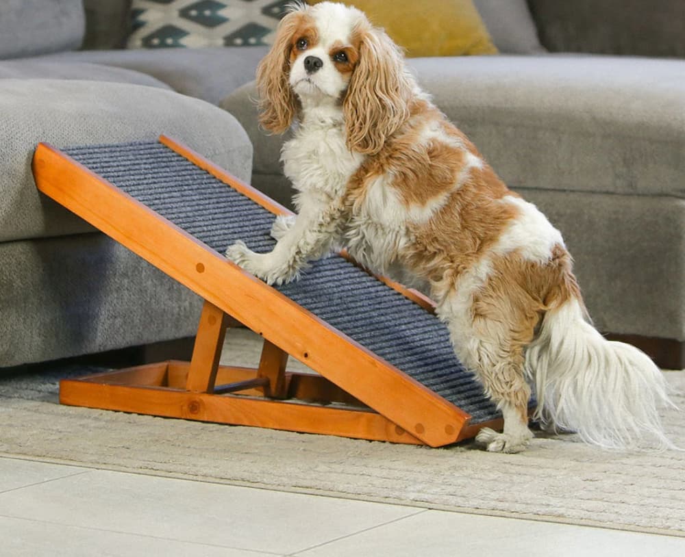 Alpha Paw Paw Ramp for dogs