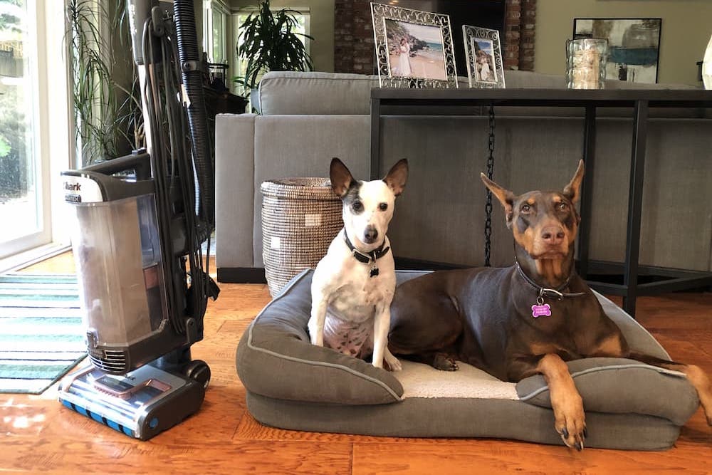 Two dogs sitting on dog bed next to Shark vacuum
