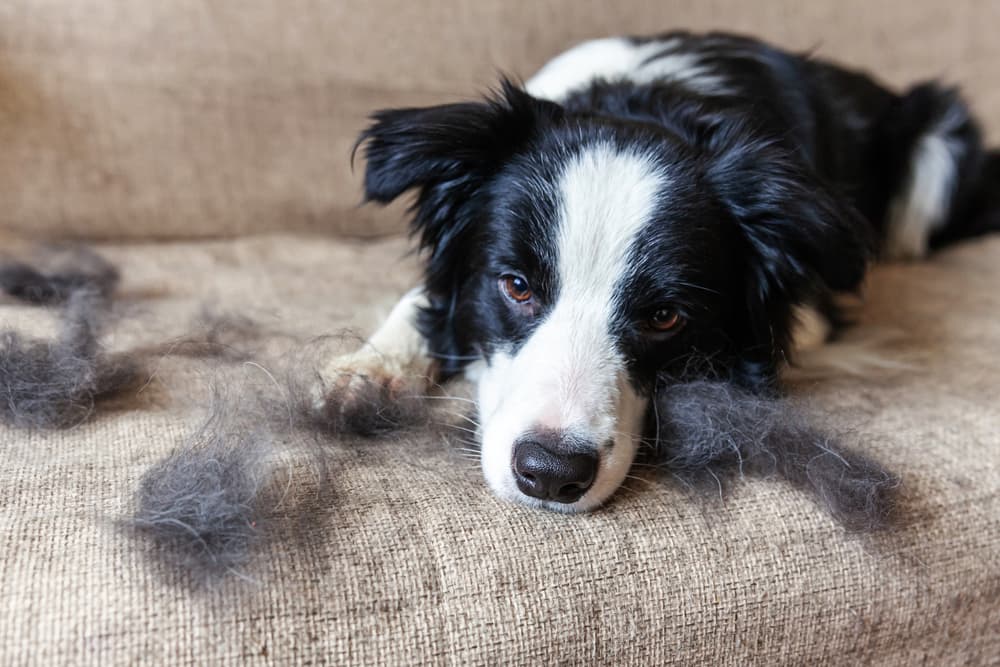 Shark Pet Vacuum Review: A Closer Look at the Powerful Pet Hair Picker-Upper