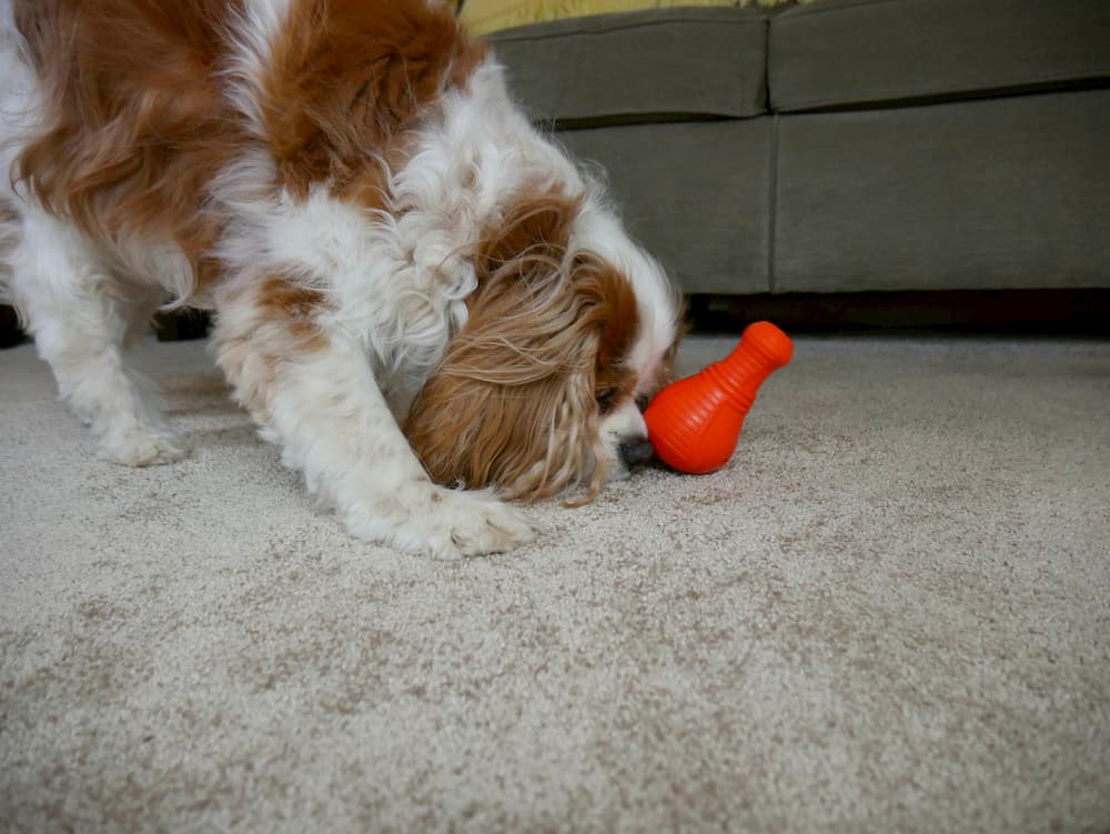 Durable Dog Toys: Tough, Tested, and Trainer-Approved