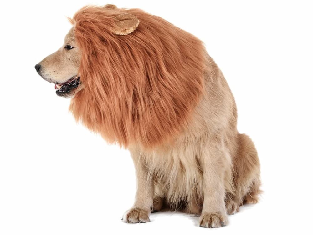 TOMSENN Dog Lion Mane