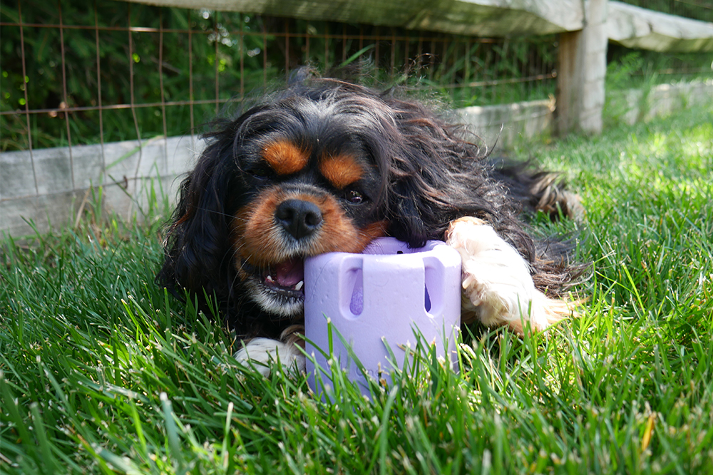 Tennis Tumble Puzzle Toy For Dogs