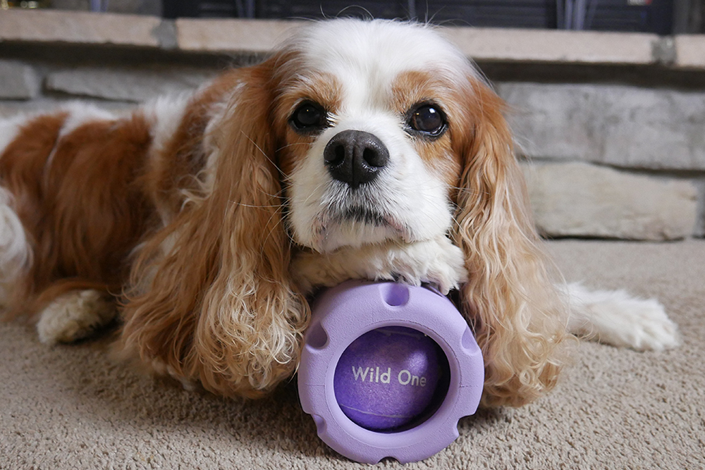 Tennis Tumble Puzzle Toy For Dogs