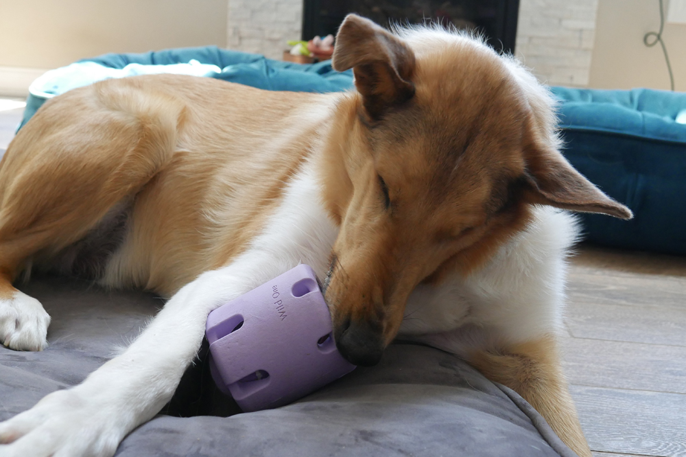 dog with Wild One Tennis Tumble toy 