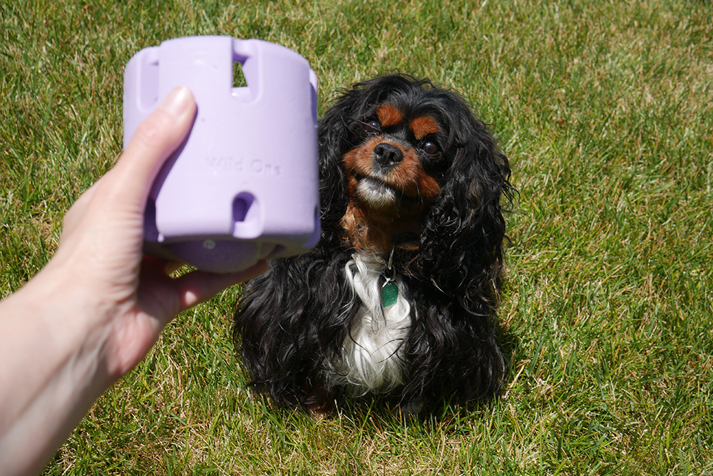 black Cavalier King Charles Spaniel with purple Wild One Tennis Tumble