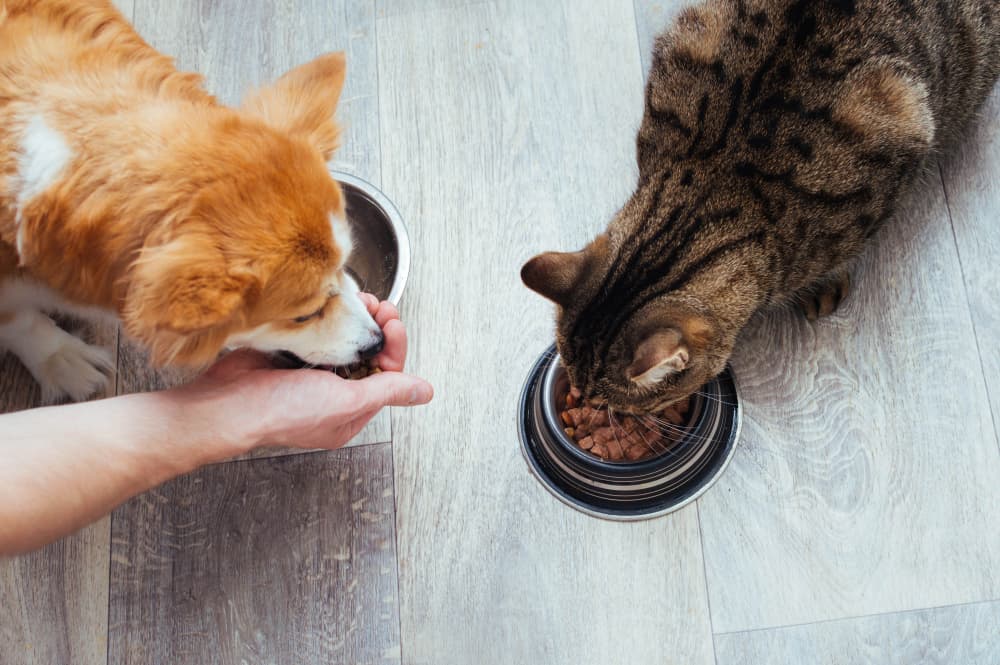 Dog and cat being fed and cared for