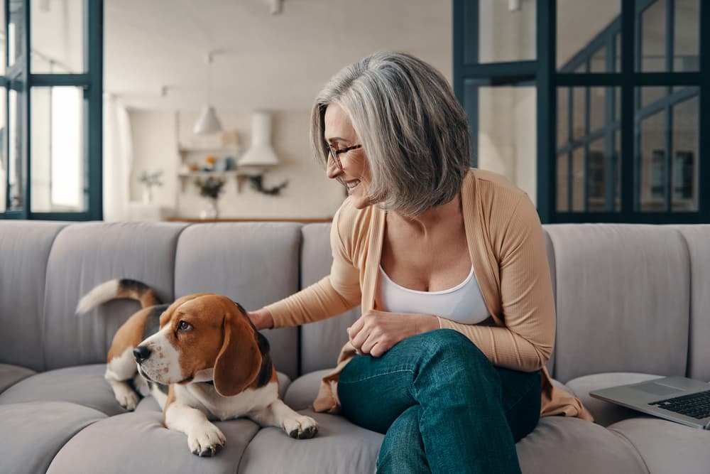 woman petting beagle while sitting on couch