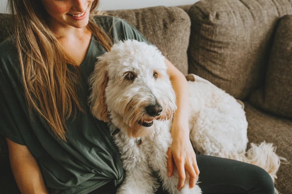 TrustedHousesitters Overview: Finding a Reliable In-Home Pet Sitter