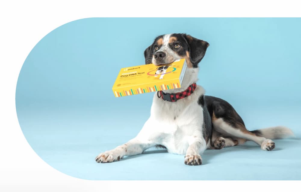 Dog holding an Embark DNA test