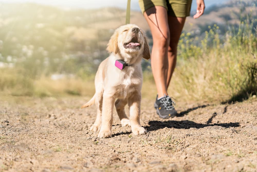 Best Dog GPS Trackers: 6 to Try