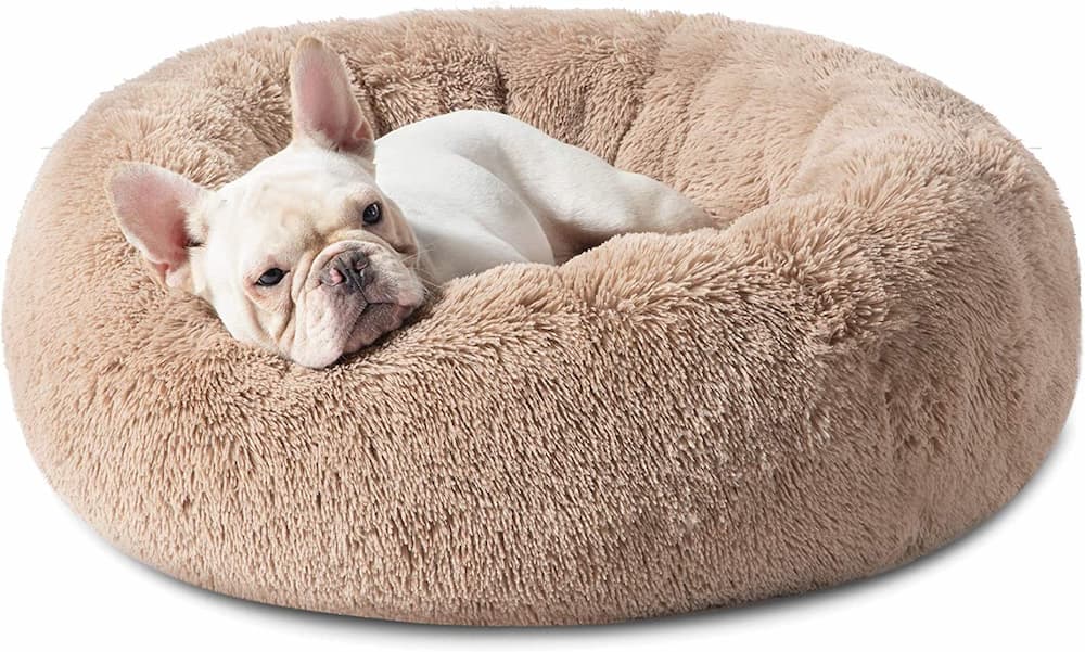 budget friendly dog bed