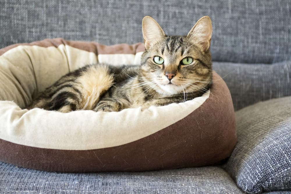 Cat happy in cat bed on the couch