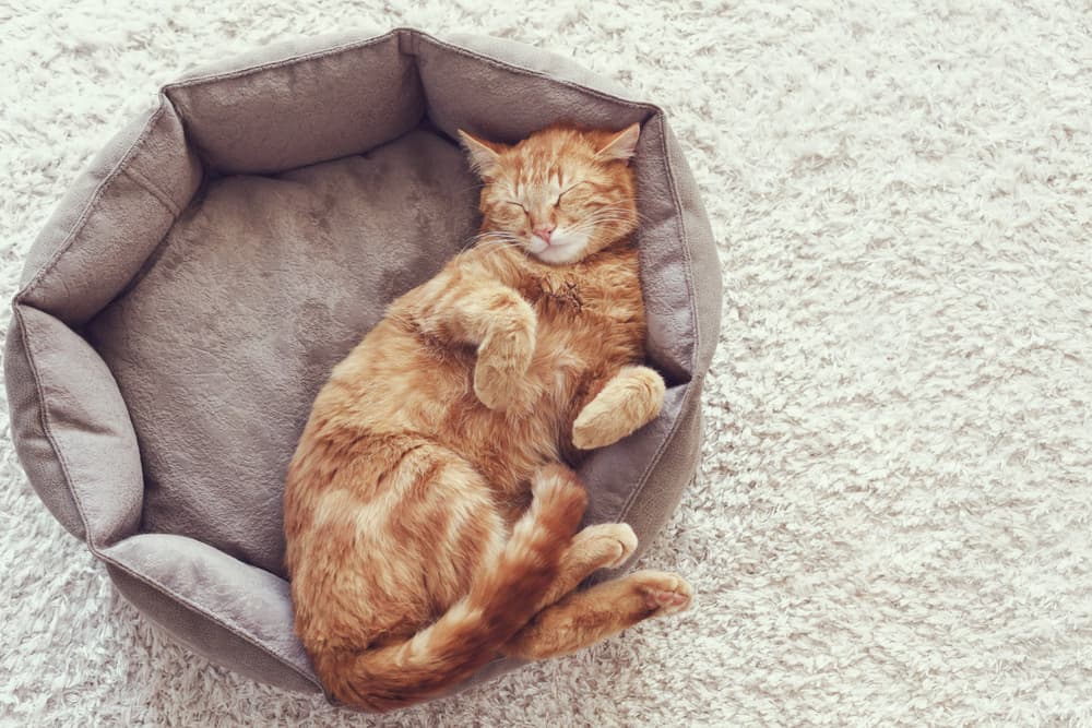 Cat sleeping happy in bed