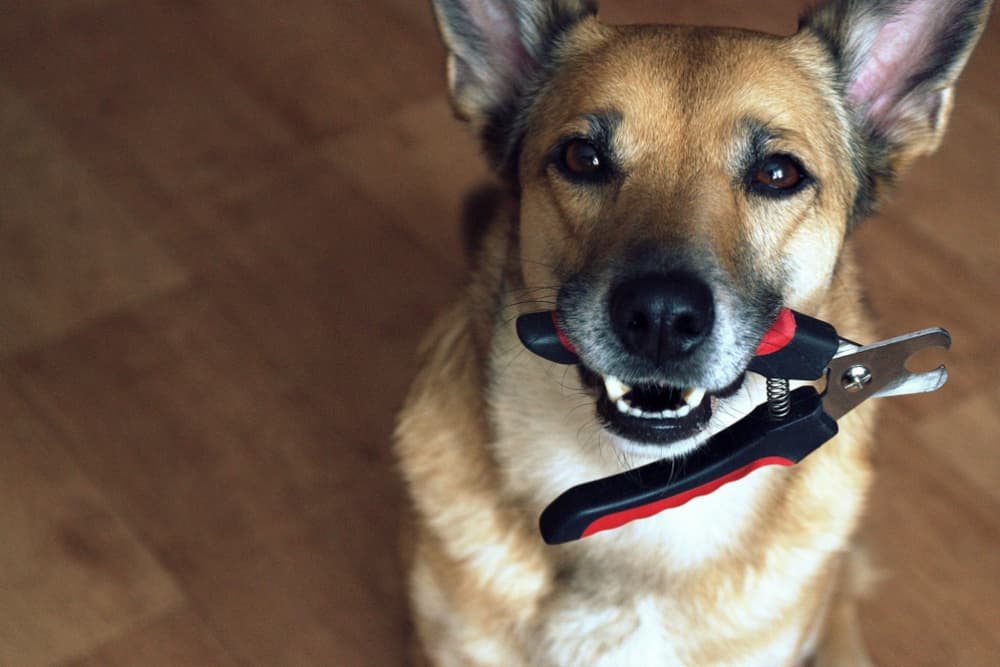 7 Dog Nail Clippers That Groomers Love
