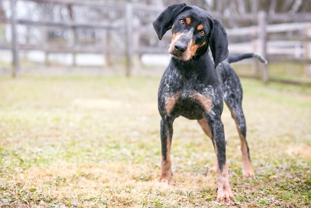 Tall dog looking at the camera
