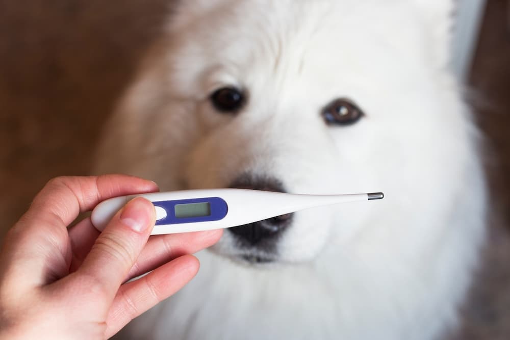 BV Medical AnimaTemps Dog Digital Thermometer