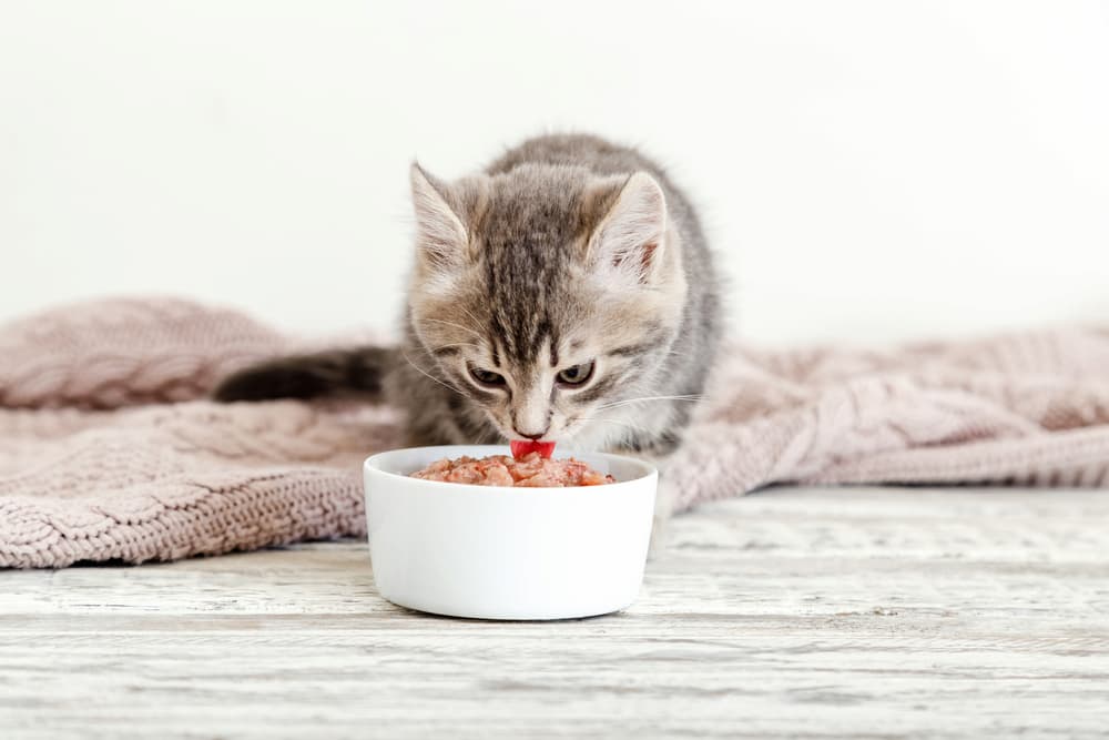 Best Kitten Food of 2023