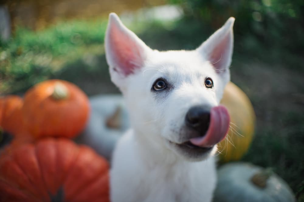 6 Best Pumpkin Dog Treats For Fall Flavor