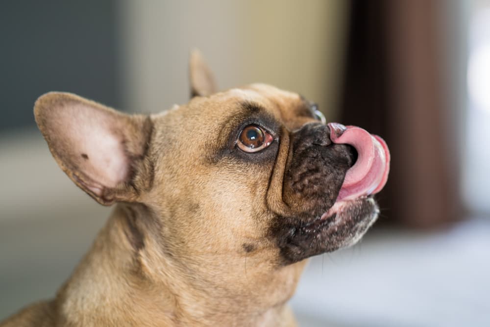 Dog looking up to owner waiting to be fed