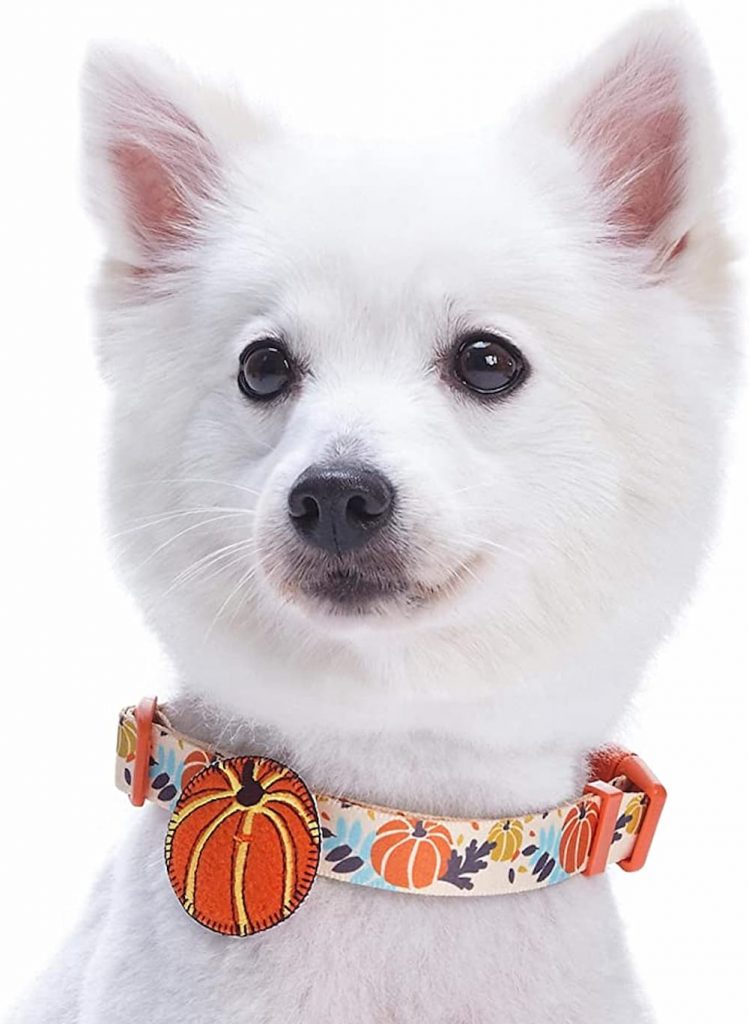 Blueberry pet dog collar