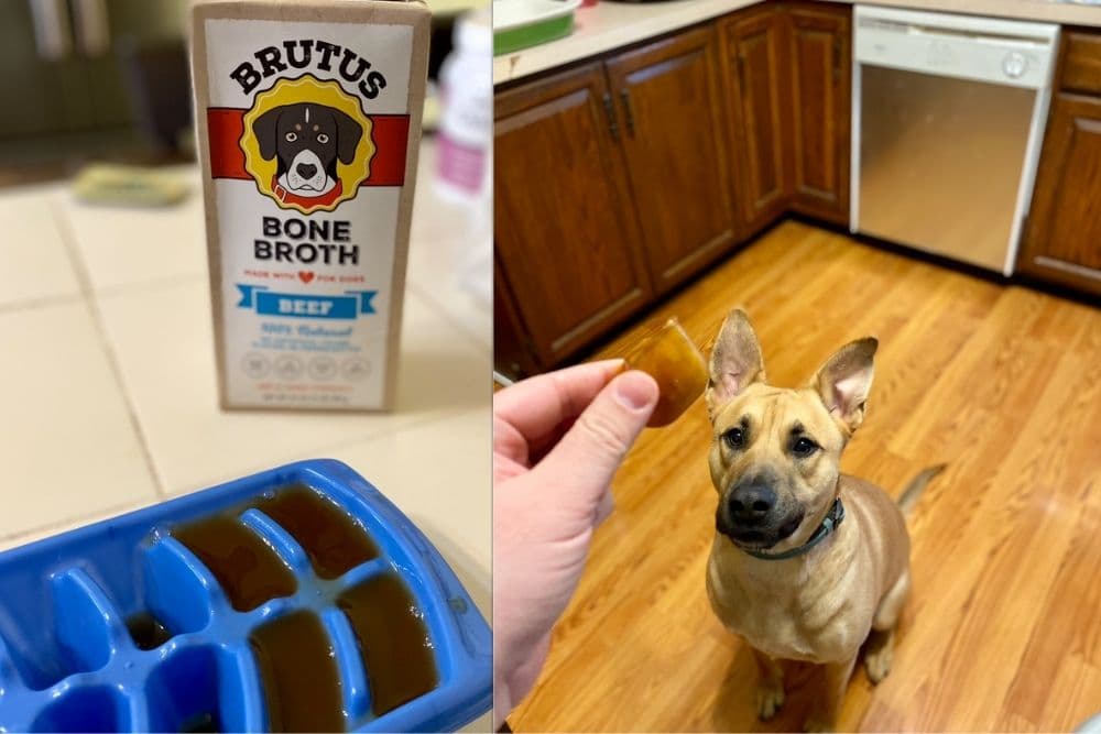 bone broth ice cubes for dogs