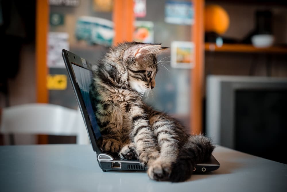 Cat laying on laptop