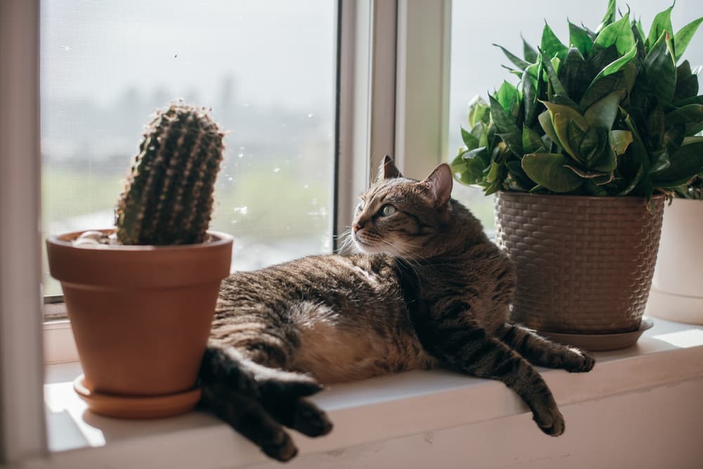 7 Cactus Cat Scratchers & Cat Trees for Southwestern Flair