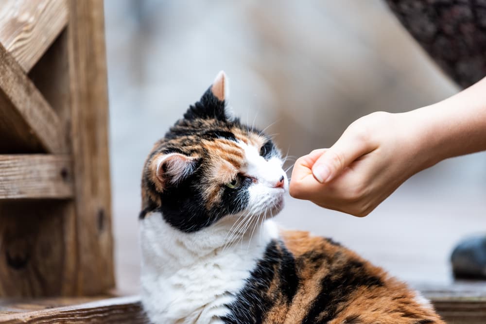 Cat getting a calming treat from owner