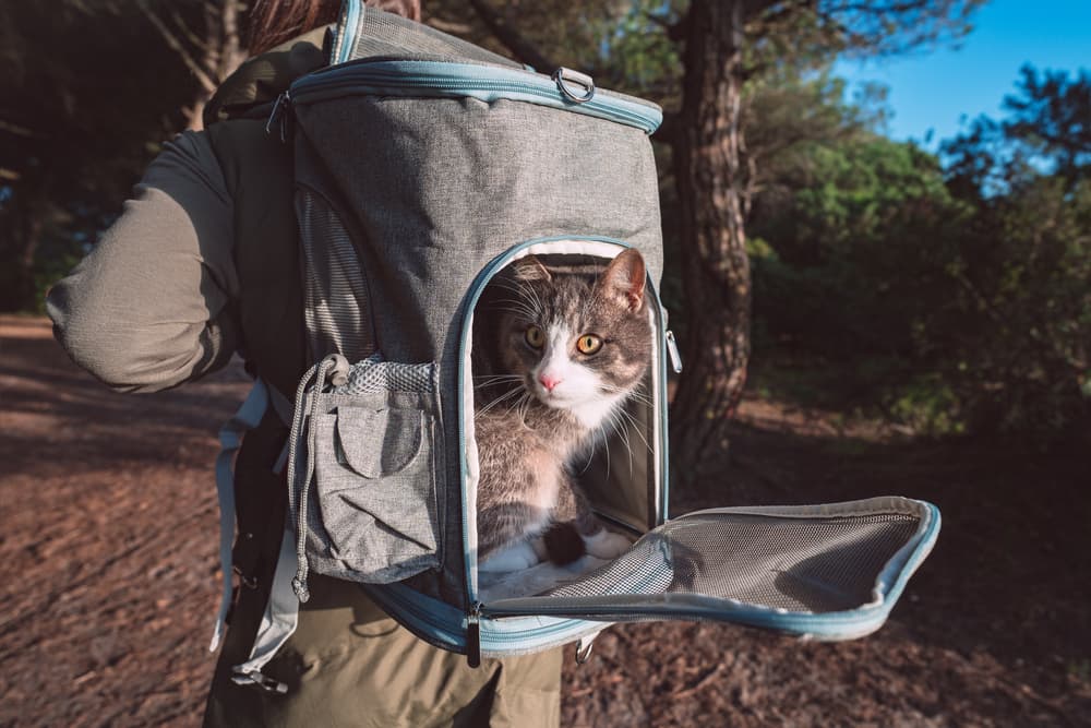 Cat walking in a cat backpack with owner