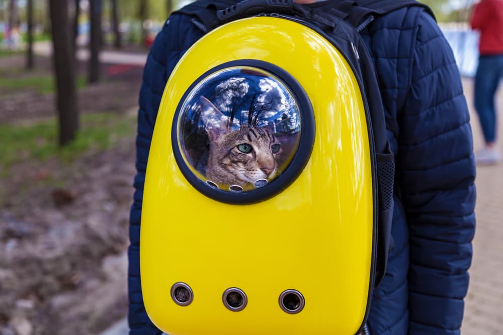 Cat backpack on a walk