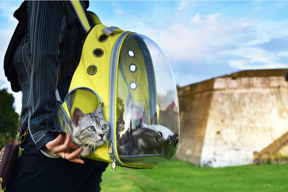 The Fat Cat Cat Backpack - for Larger Cats