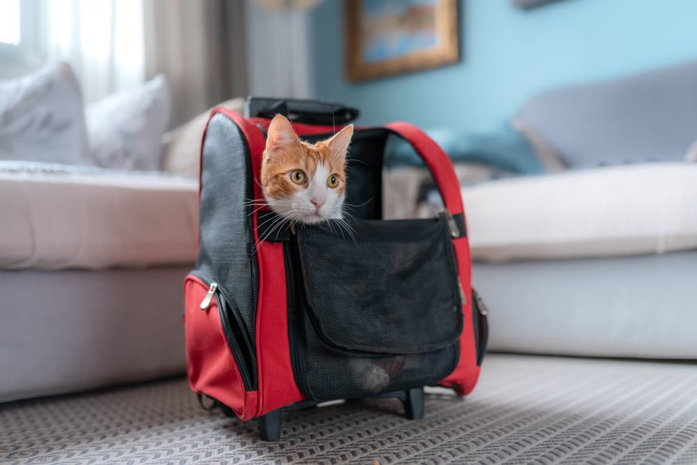 Cat in a backpack sitting in a living room