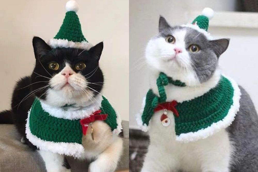 Cat Christmas elf sweater set