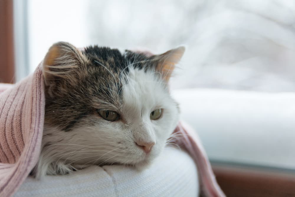 7 Cat Cone Alternatives for Recovery