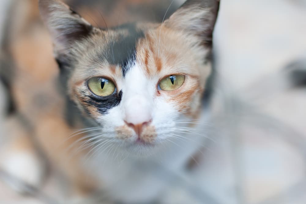 Cat looking up sad doesn't want to wear collar