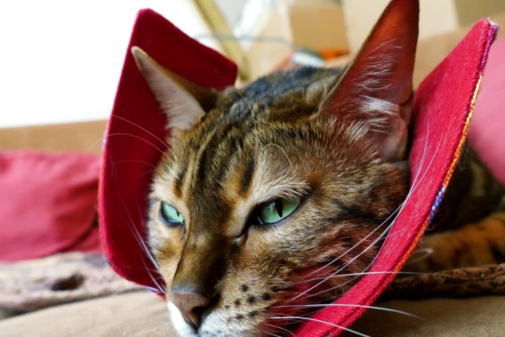 Cat wearing an alternative cat collar