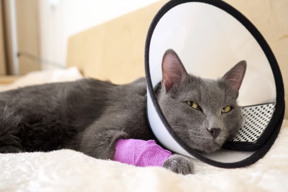 Cat wearing a cone at home