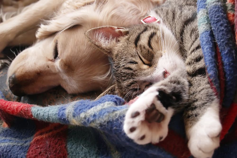 Cat and dog sleeping on a blanket together