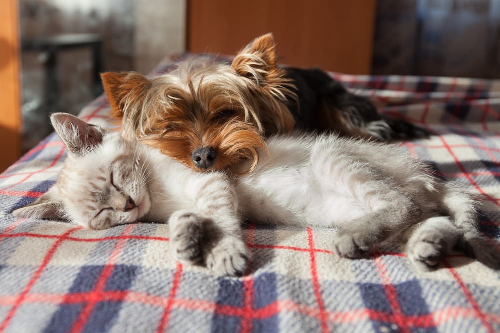 Cat and dog sleeping together on a blanket