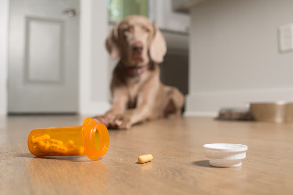 Dog with prescription pain pill in foreground