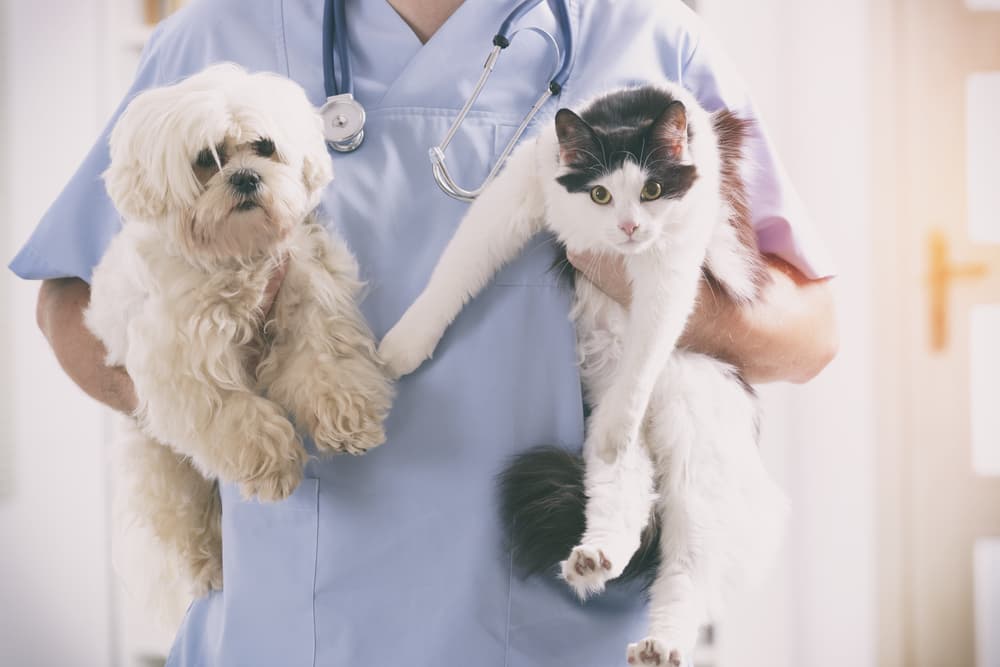 Dog and cat being held up at the vets office
