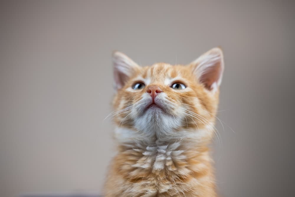 Cat looking up to owner looking funny wondering about cleaning cat ears